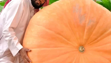 القرع “فاكهة الخضار” تفرض حضورها في القصيم بأنواع متعددة ومنتجات واعدة