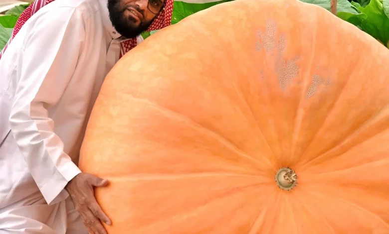 القرع “فاكهة الخضار” تفرض حضورها في القصيم بأنواع متعددة ومنتجات واعدة